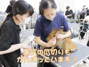 １年生のトリミング実習☆